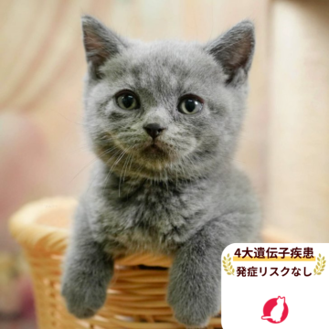 ブリティッシュショートヘア【千葉県・男の子・2025年8月11日・ブルー】の写真「当日見学申し込みOK🌈🐈」