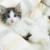 ノルウェージャンフォレストキャット