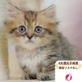 ミヌエット(短足)