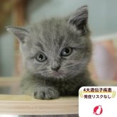 ブリティッシュショートヘア