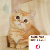 ミヌエット(短足)