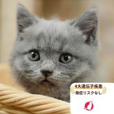 ブリティッシュショートヘア