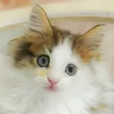 ノルウェージャンフォレストキャット