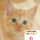 マンチカン(長足)