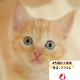 マンチカン(長足)