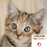 マンチカン(長足)