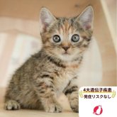 マンチカン(長足)