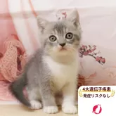 マンチカン(長足)