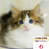 ノルウェージャンフォレストキャット