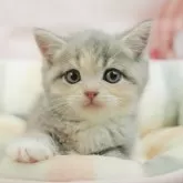 マンチカン(長足)
