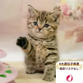 ブリティッシュショートヘア