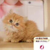 ミヌエット(短足)