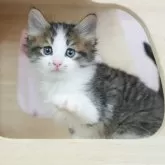 ノルウェージャンフォレストキャット