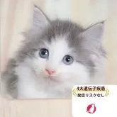 ノルウェージャンフォレストキャット