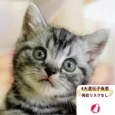 アメリカンショートヘア【千葉県・男の子・2025年6月20日・シルバータビー】の写真1「この子が気になった方は、[[この子猫の見学希望]]ボタンからお気軽にお問い合わせ下さい😊」