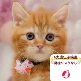 マンチカン(短足)