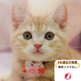 アメリカンショートヘア