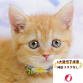 マンチカン(短足)