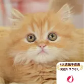 ミヌエット(短足)