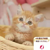 ミヌエット(長足)