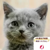 ブリティッシュショートヘア