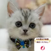 マンチカン(長足)【千葉県・女の子・2025年9月26日・シルバーパッチドタビー】の写真1「この子が気になった方は、[[この子猫の見学希望]]ボタンからお気軽にお問い合わせ下さい😊」