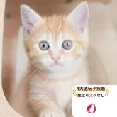マンチカン(長足)