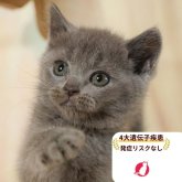 マンチカン(長足)