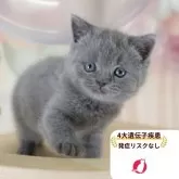 ブリティッシュショートヘア