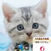 ミヌエット(長足)