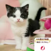 ブリティッシュショートヘア