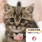 ミヌエット(短足)