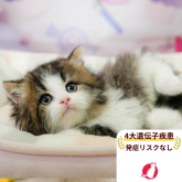 ミヌエット(長足)