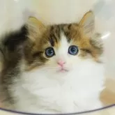 ノルウェージャンフォレストキャット