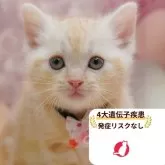 アメリカンショートヘア