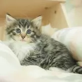 ノルウェージャンフォレストキャット