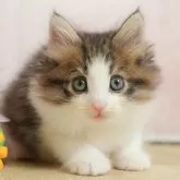 ノルウェージャンフォレストキャット