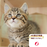 マンチカン(短足)