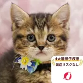 ミヌエット(長足)