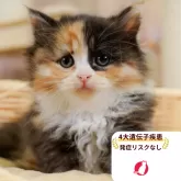 ミヌエット(長足)