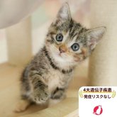 マンチカン(長足)