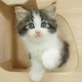ノルウェージャンフォレストキャット