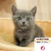 マンチカン(長足)