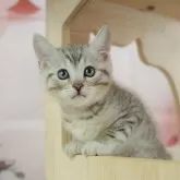 マンチカン(長足)