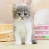 ノルウェージャンフォレストキャット