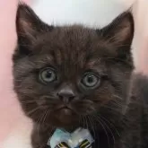 マンチカン(長足)【千葉県・男の子・2025年10月3日・ブラックスモーク】の写真1「この子が気になった方は、[[この子猫の見学希望]]ボタンからお気軽にお問い合わせ下さい😊」