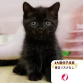 ミヌエット(長足)