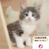ノルウェージャンフォレストキャット