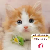 ノルウェージャンフォレストキャット