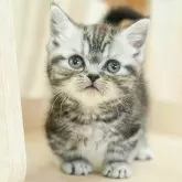 ミヌエット×アメリカンショートヘア【千葉県・男の子・2024年12月16日・シルバータビー】の写真1「🌟全頭総額表示🌟接種済ワクチン代・マイクロチップ代・健康診断料込」